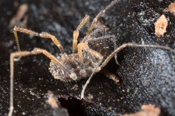 Media type: image; Invertebrate Zoology 138097
